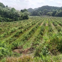 四川南充西充县沃柑果园转让