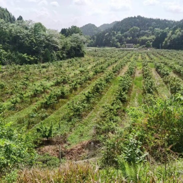 自家果园大宗批发凯特杏巴旦杏