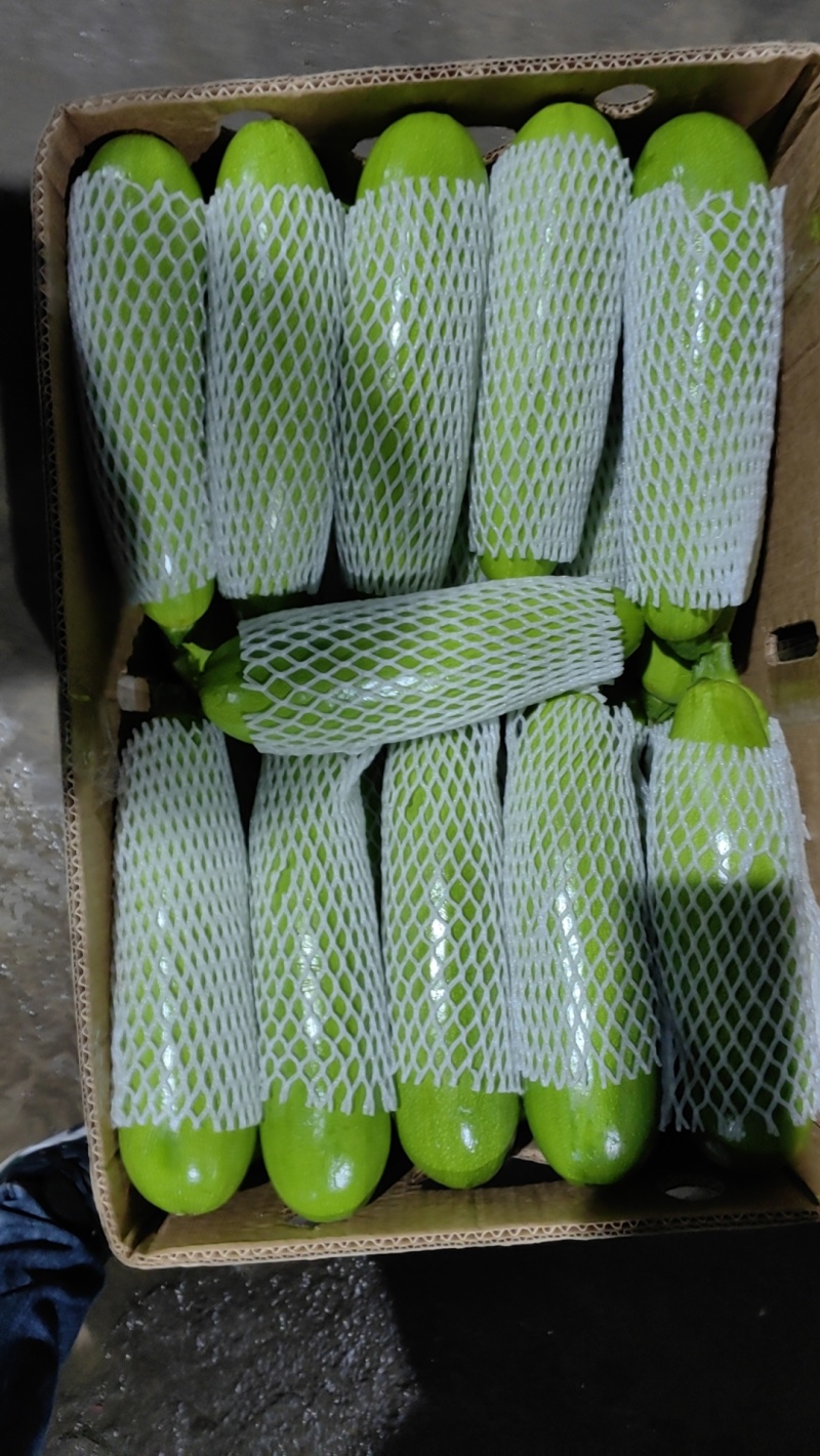 精品西葫芦大量上市价格便宜产地辽宁全国发货