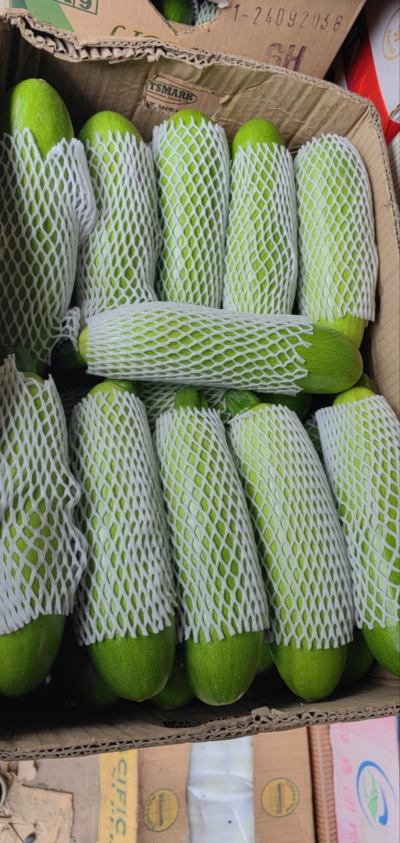 精品西葫芦大量上市价格便宜产地辽宁全国发货
