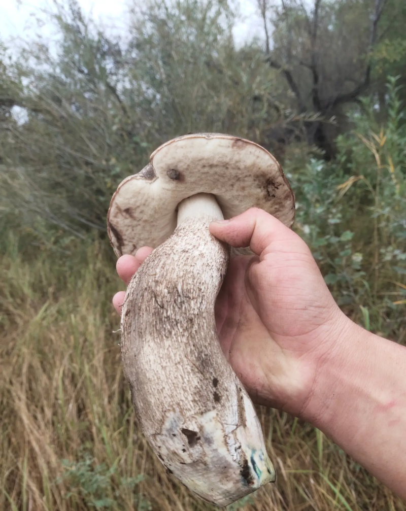 新疆阿勒泰特产黑蘑菇