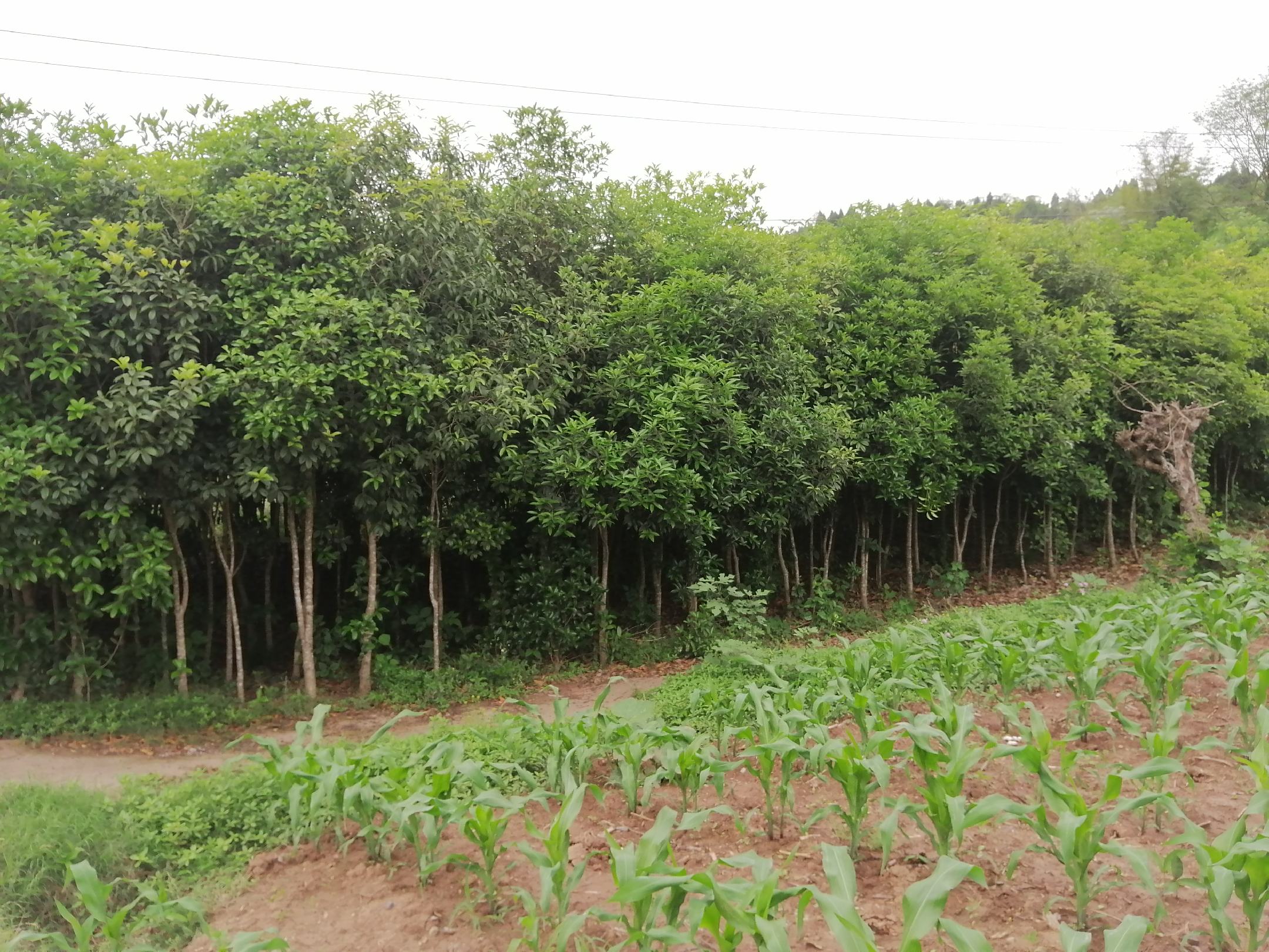 俯视视角下的‘金桂飘香’种植基地,整齐排列的季桂树形成绿色方阵,田间道路清晰可见,部分植株正处于开花期,呈现出淡淡的金色花海效果,远处有农技人员正在记录数据 季桂规模化种植基地航拍图