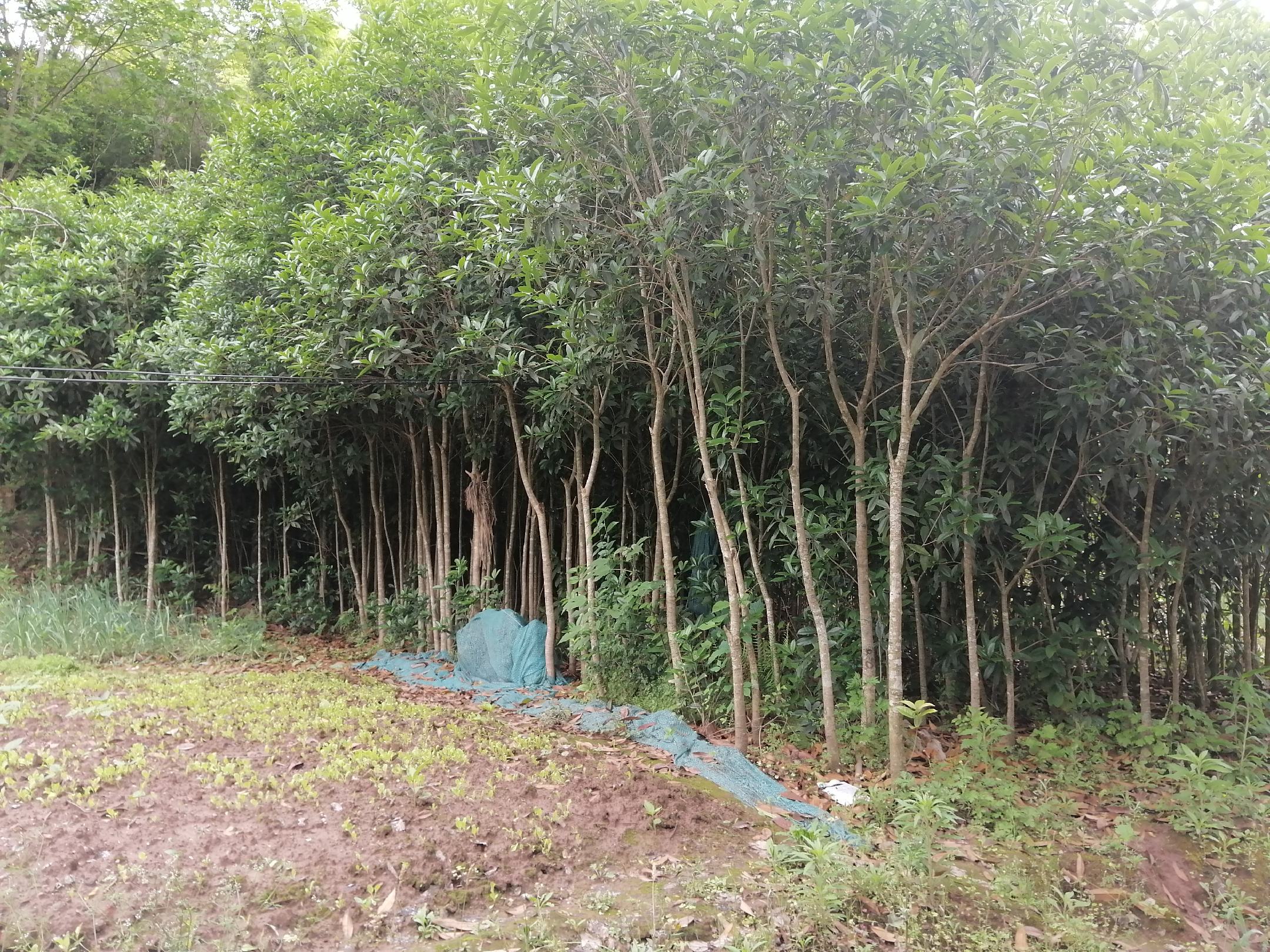 金桂种植基地航拍图,整齐排列的金桂树苗,绿意盎然 金桂种植基地航拍图