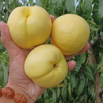 蒙阴蜜桃，黄油桃产地一手货源欢迎来电咨询