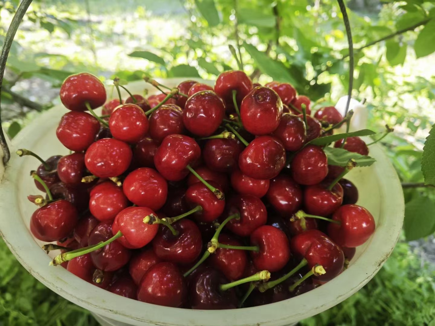 车厘子清洗过程