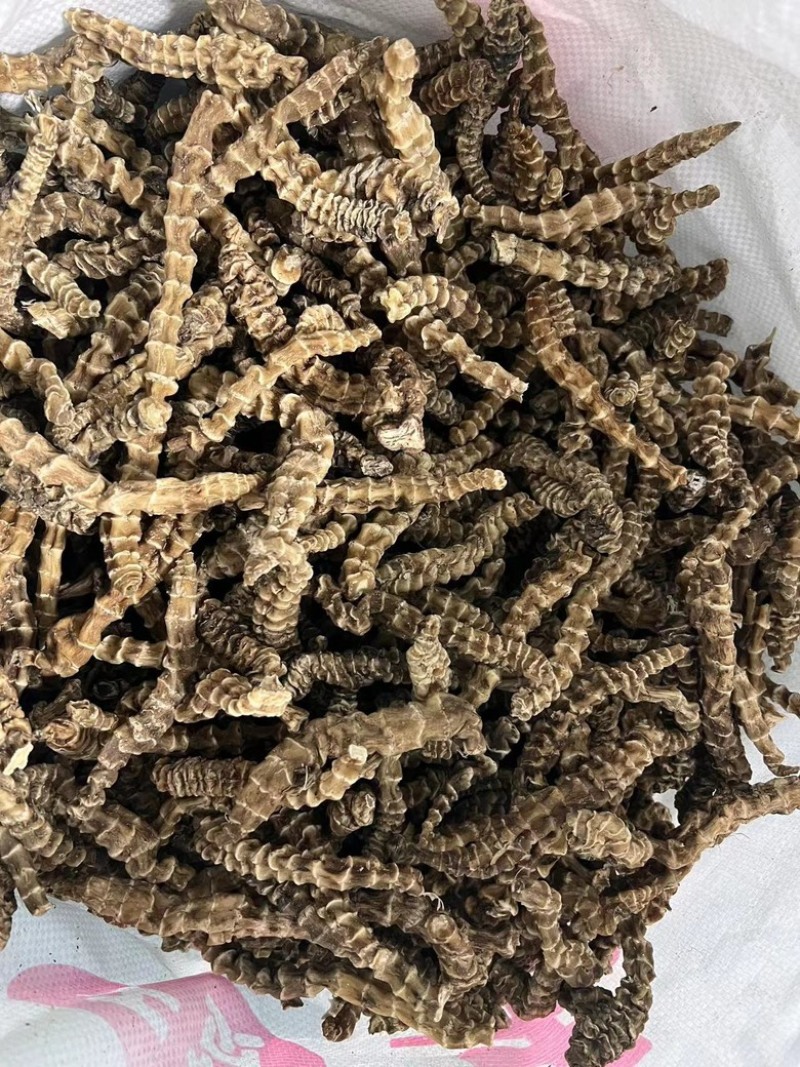 云南地参(虫草参）一斤起批包邮品质好价格优惠