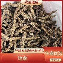 【推荐】云南地参(虫草参1t起批品质好价格优