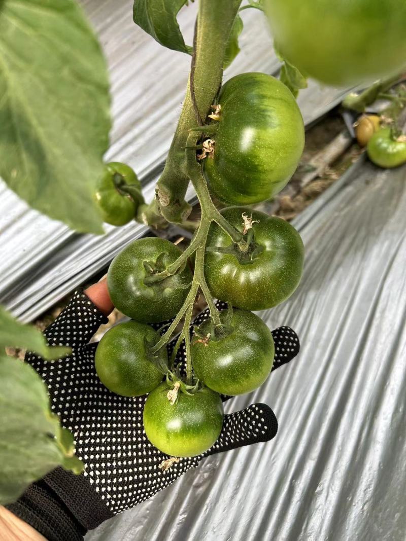 铁皮柿子草莓西红柿供应市场商超电商量大价优