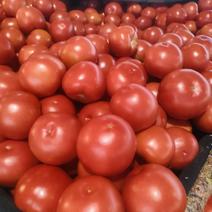 河北沙瓤西红柿精品番茄适合各大电商.超市各大市场诚信发货