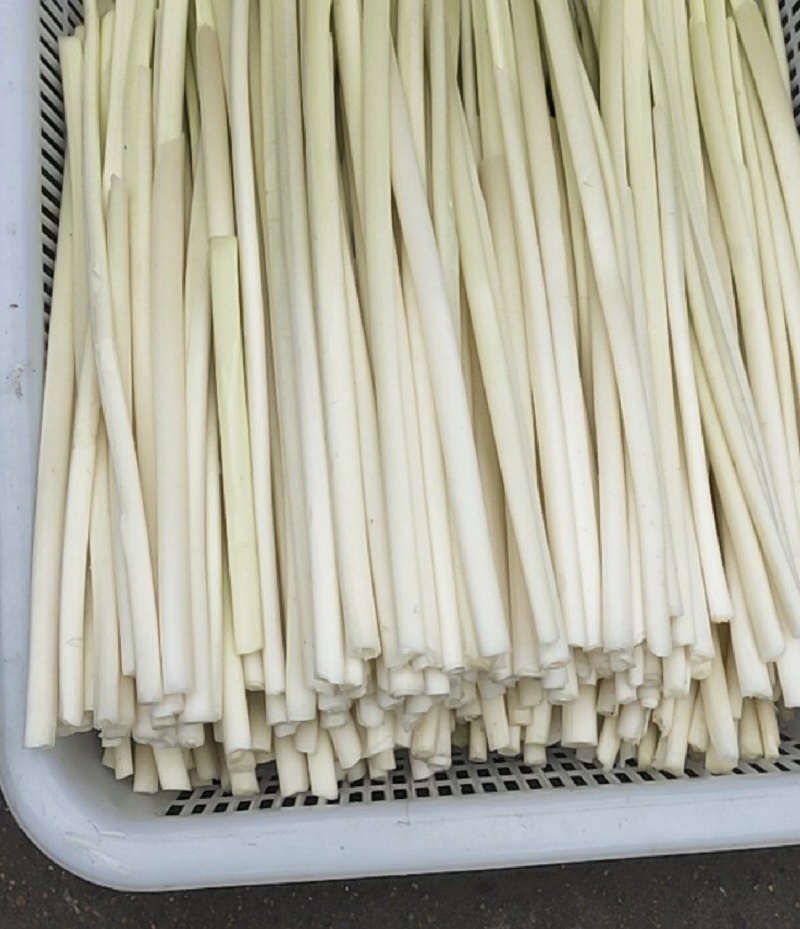 江苏蒲菜产地发货量大优惠全国发货欢迎联系