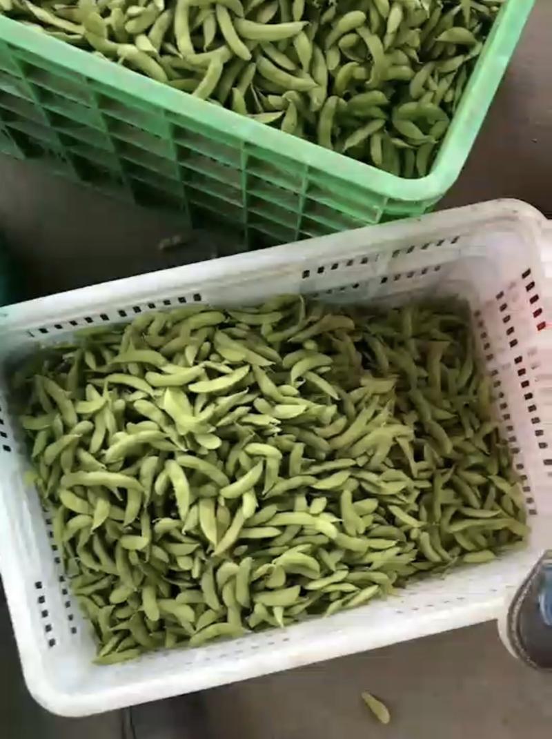 江苏大青豆毛豆产地一手货源量大从优全国发货