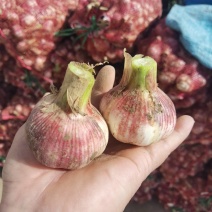 大蒜【产地直发】早熟紫皮大蒜五零以上把蒜扒皮蒜支持各种规