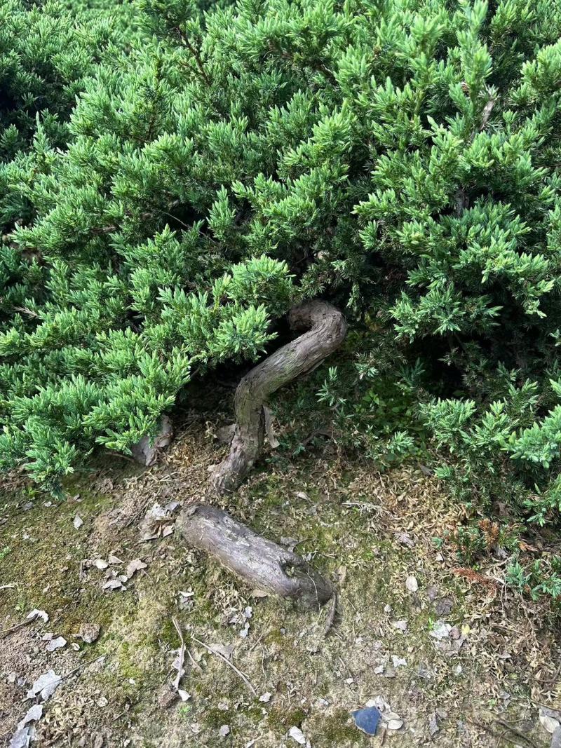 精选地柏苗大量供应造型地柏苗基地一手货欢迎选购