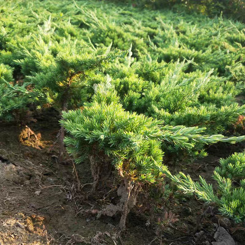 精选地柏苗大量供应造型地柏苗基地一手货欢迎选购