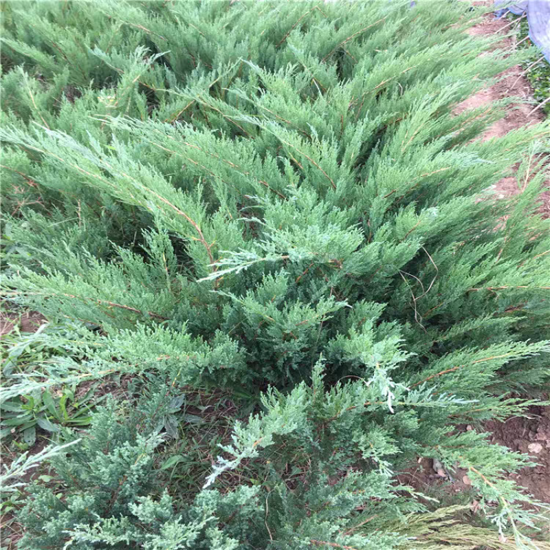 精选地柏苗大量供应造型地柏苗基地一手货欢迎选购