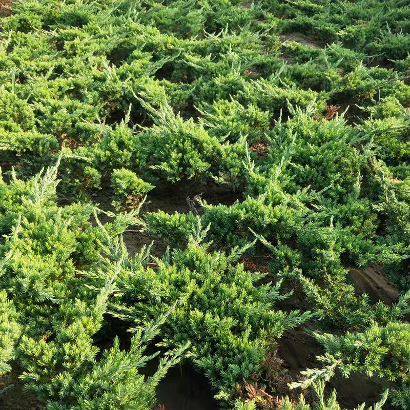 精选地柏苗大量供应造型地柏苗基地一手货欢迎选购