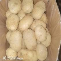 “土豆”荷兰薯，沃土薯（商品薯）大西洋（工业薯）