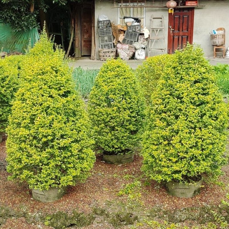 亮晶女贞大量供应庭院别墅绿化苗木大量供应一手货源