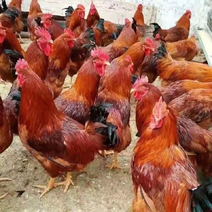 [热卖]浙江温州活鸡走地鸡养殖场直发可视频电联