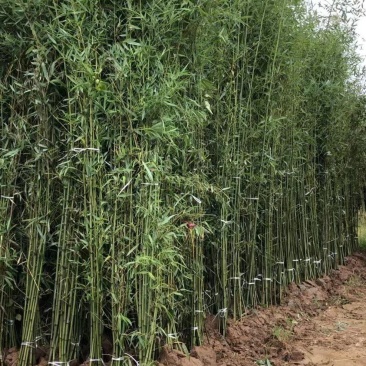 刚竹苗