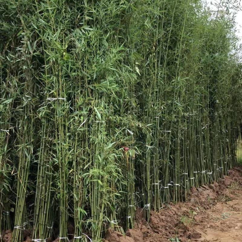 刚竹苗