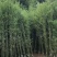 刚竹苗