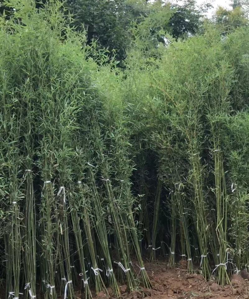 刚竹苗