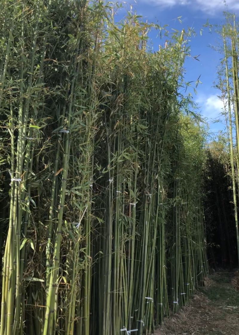 刚竹苗