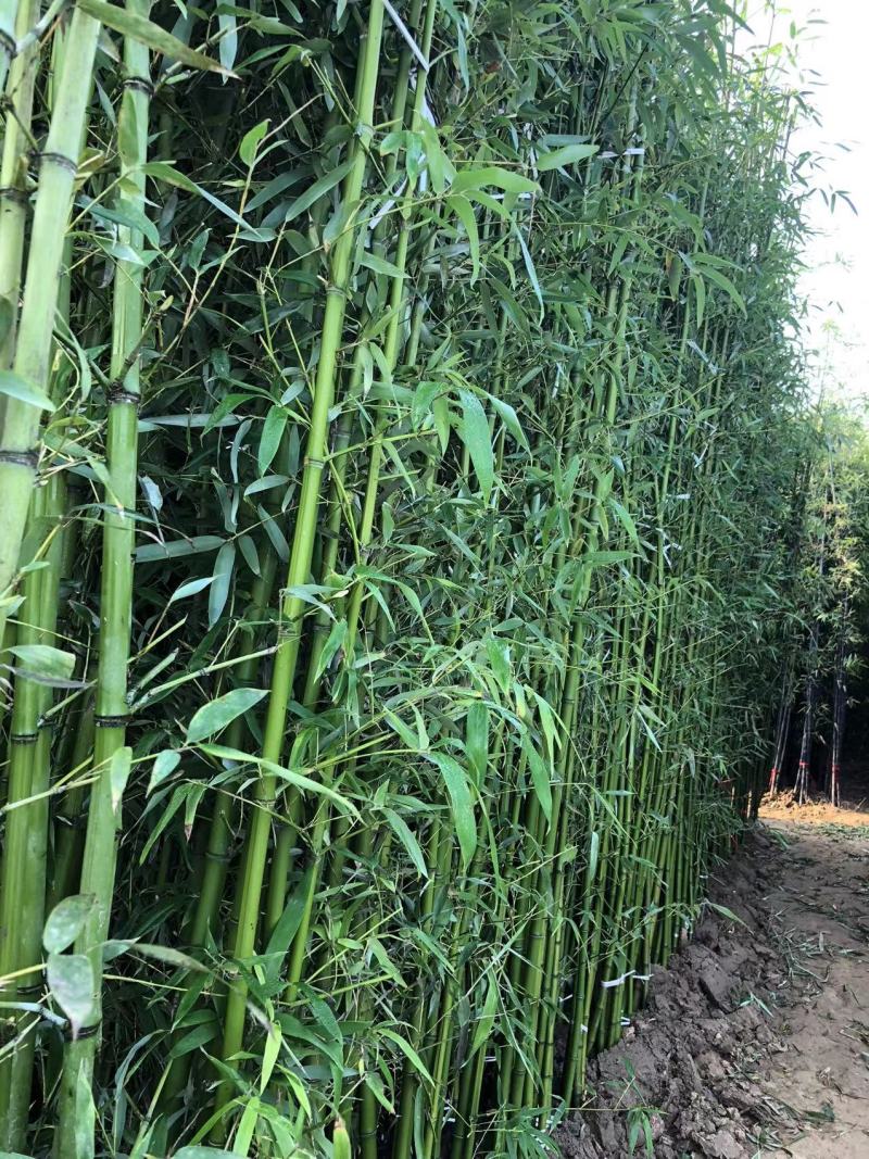 刚竹苗
