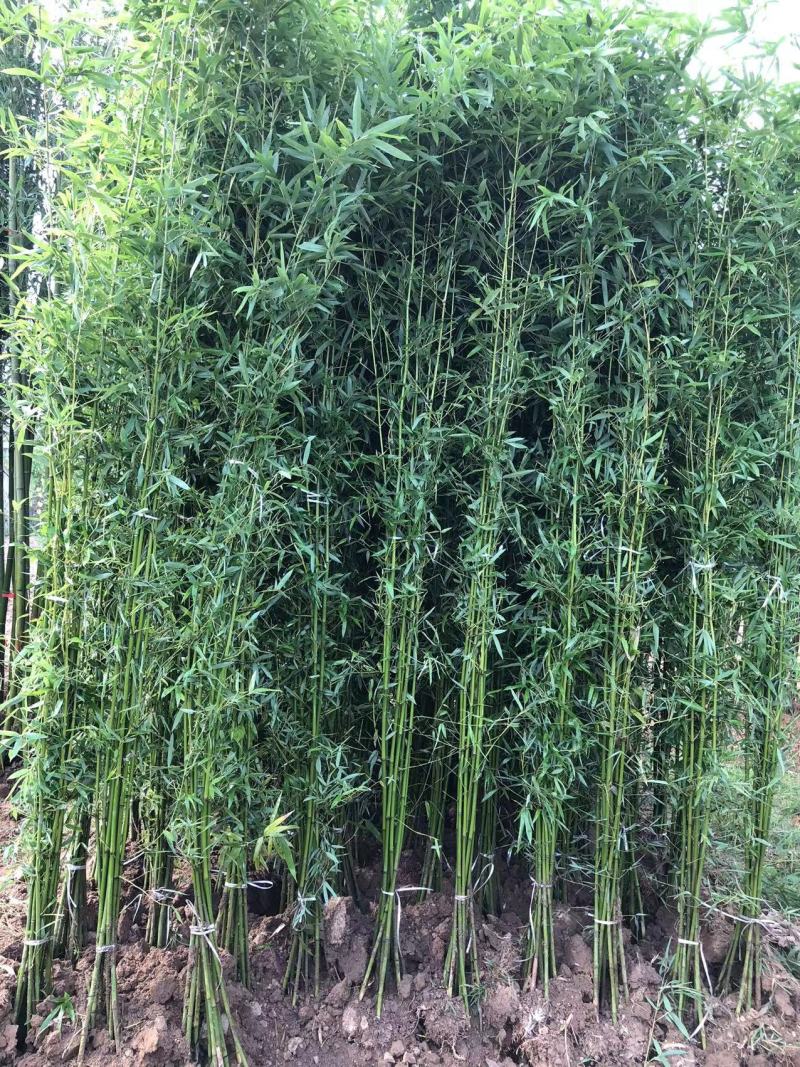 刚竹苗