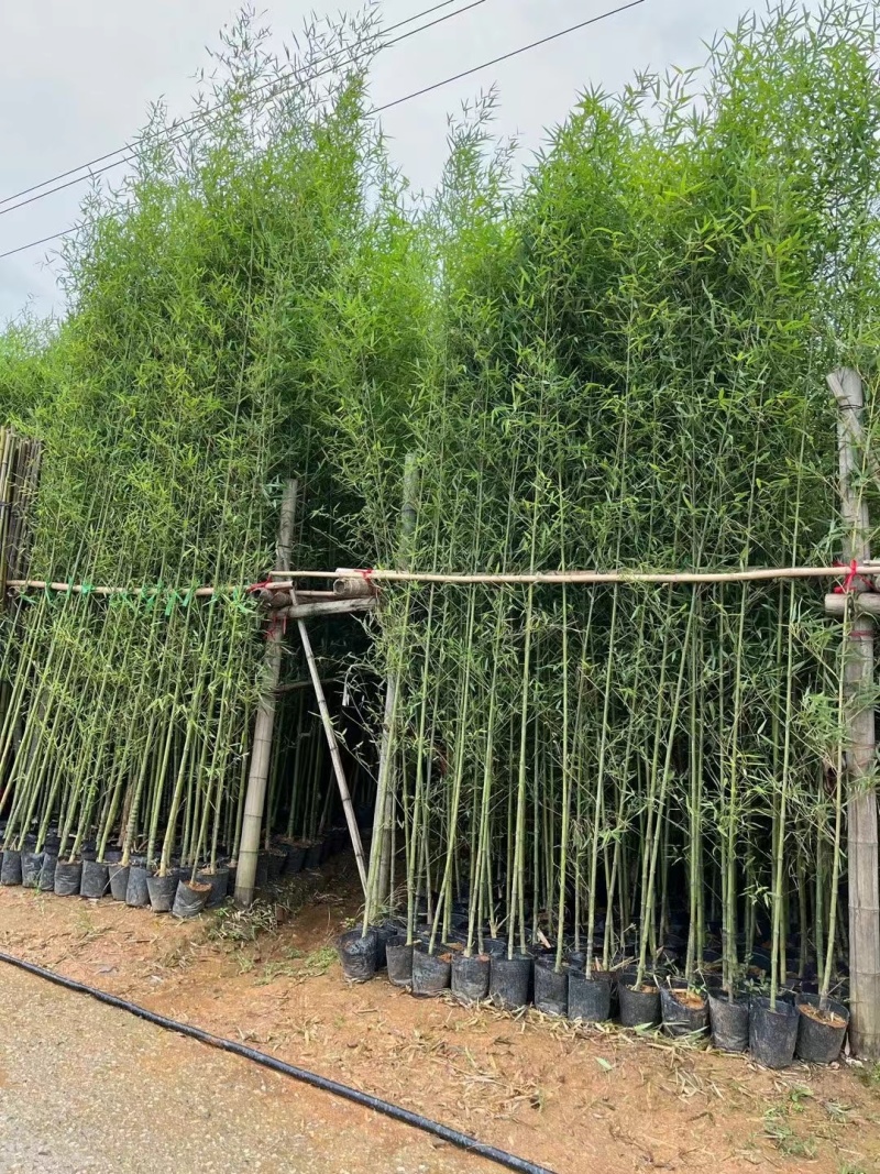 刚竹苗