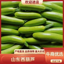 【绿皮西葫芦】山东费县万亩西葫芦种植基地现摘现发基地直供
