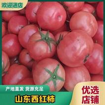 西红柿，山东菏泽万亩硬粉西红柿大量上市现摘现发基地直供