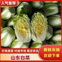 山东费县万亩黄芯大白菜种植基地现摘现发基地直供