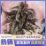 黄颡苗，黄辣丁，精品黄骨鱼苗基地直供规格全现捞现发鱼