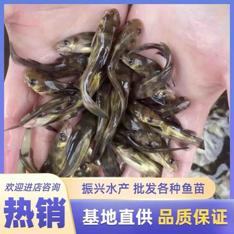 黄颡苗，黄辣丁，精品黄骨鱼苗基地直供规格全现捞现发鱼