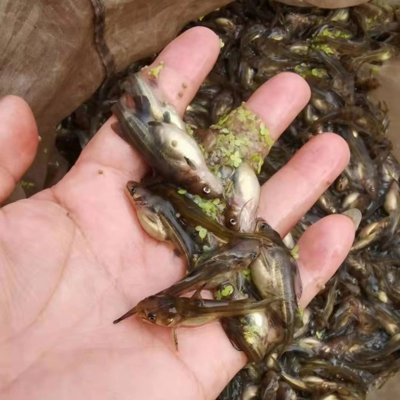 黄颡苗，黄辣丁，精品黄骨鱼苗基地直供规格全现捞现发鱼