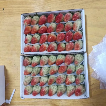 云南夏季草莓🍓