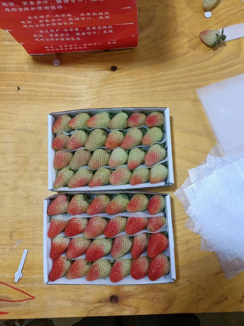 云南夏季草莓🍓