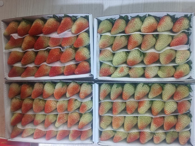 云南夏季草莓🍓