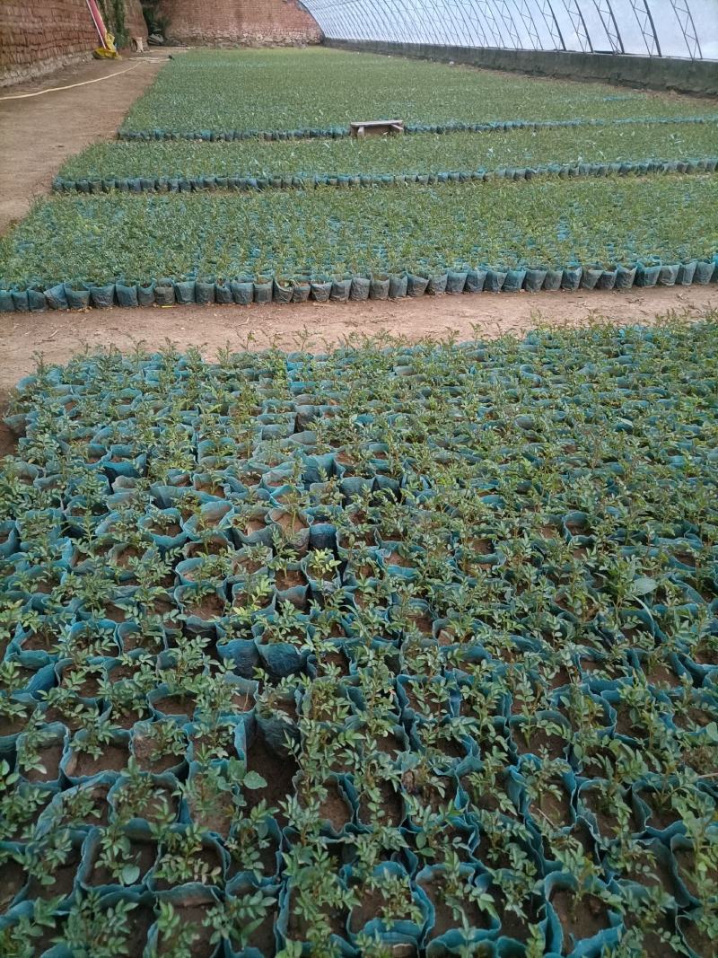 蔷薇花碗苗