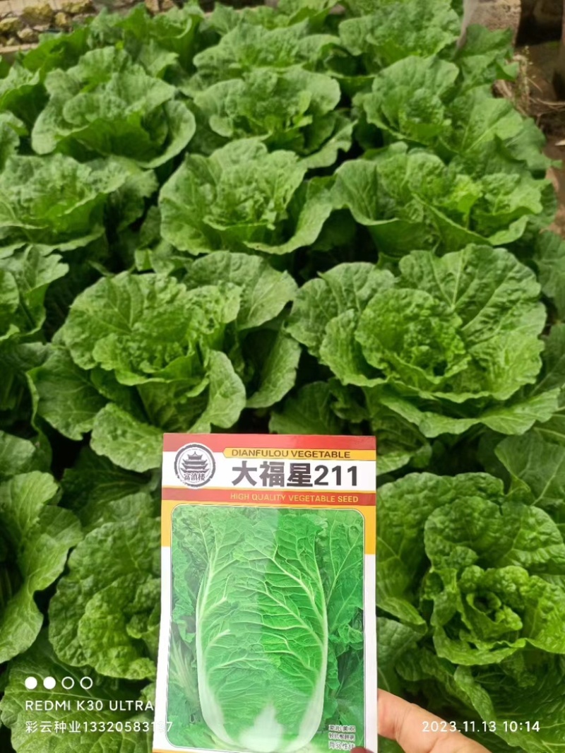 大白菜苗-德高117，东阳502，滇赢白菜王，鲁信建