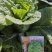 大白菜苗-德高117，东阳502，滇赢白菜王，鲁信建