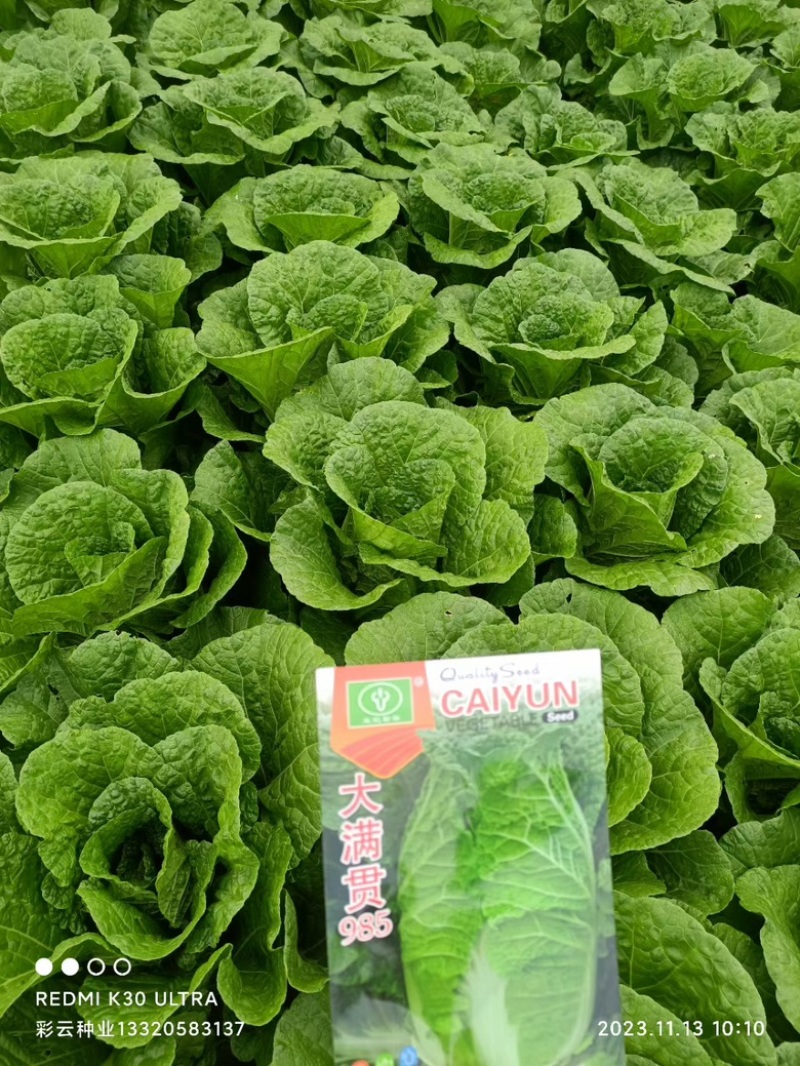 大白菜苗-德高117，东阳502，滇赢白菜王，鲁信建