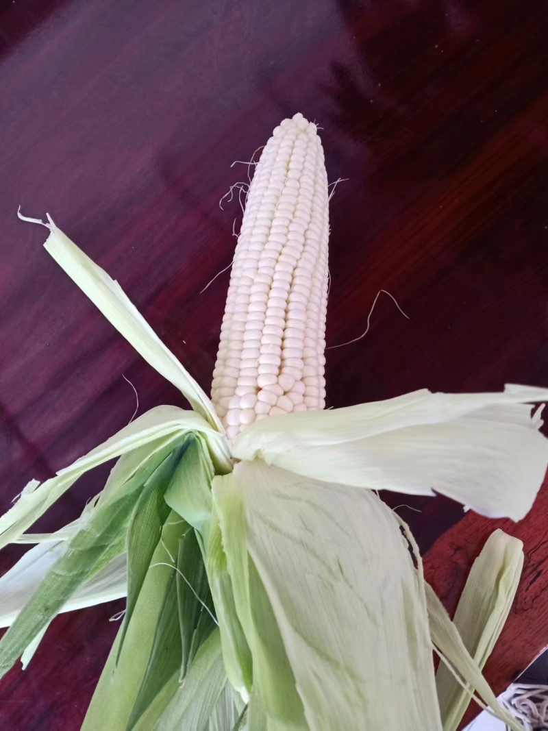精品玉米白糯玉米货源充足量大从优质量保证欢迎咨询