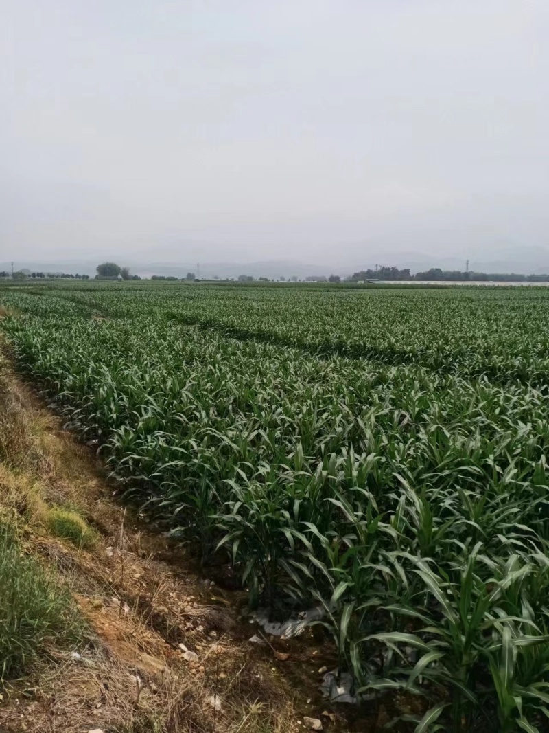 精品玉米白糯玉米货源充足量大从优质量保证欢迎咨询