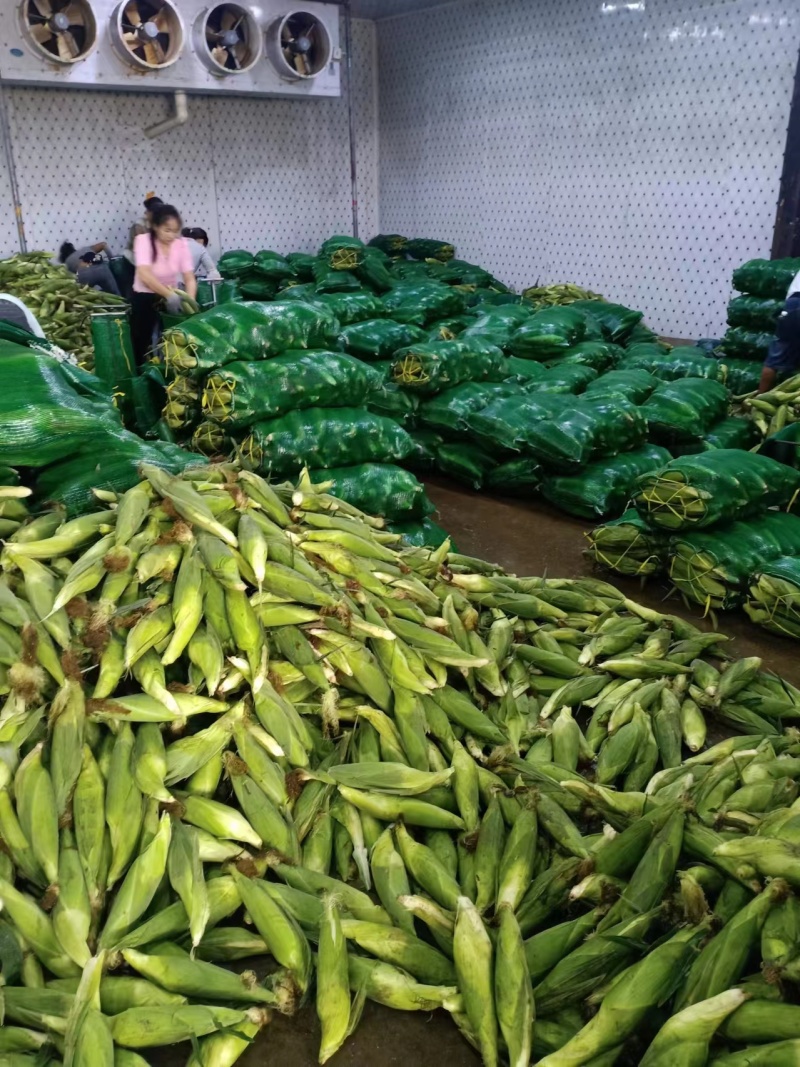 精品玉米白糯玉米货源充足量大从优质量保证欢迎咨询