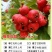 山楂树盆栽盆景矮化小树桩室内阳台当年开花结果带盆果树树苗