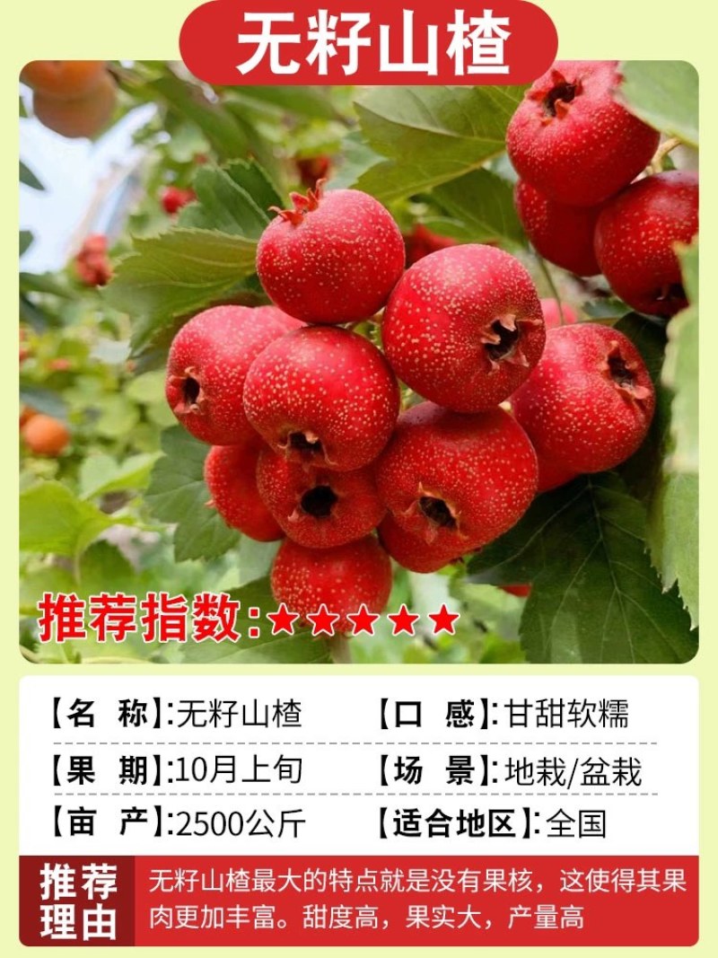 山楂树盆栽盆景矮化小树桩室内阳台当年开花结果带盆果树树苗