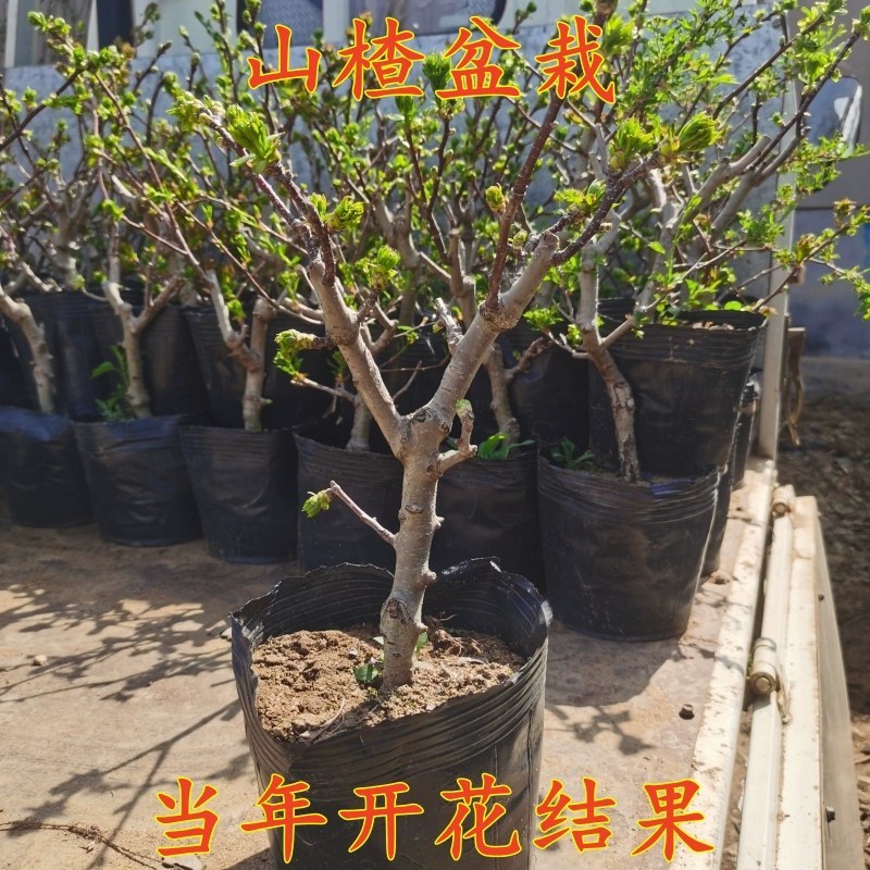 山楂树盆栽盆景矮化小树桩室内阳台当年开花结果带盆果树树苗
